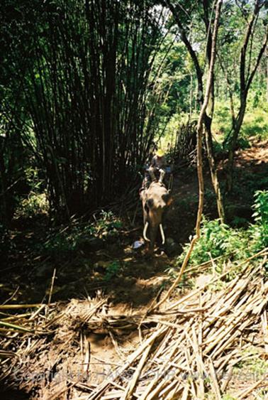 24 Thailand 2002 F1000014 Khao Lak Elefantenritt_478